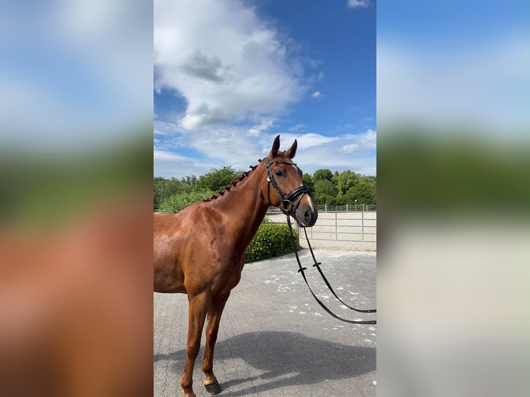 Alt-Oldenburger Castrone 5 Anni 165 cm Sauro in Bonefeld