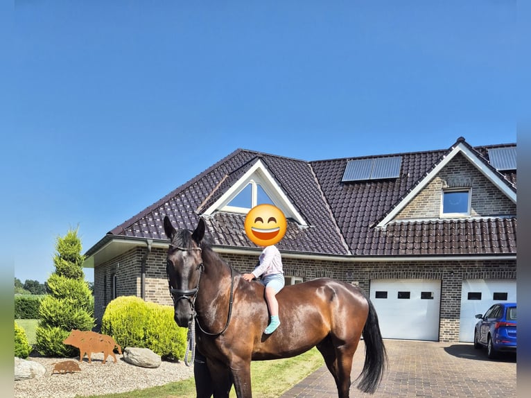 Alt-Oldenburger Mix Castrone 5 Anni 168 cm Morello in Breddenberg