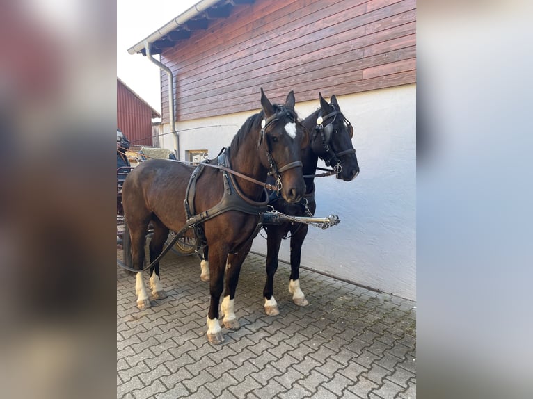Alt-Oldenburger Castrone 6 Anni 163 cm Morello in Obrigheim