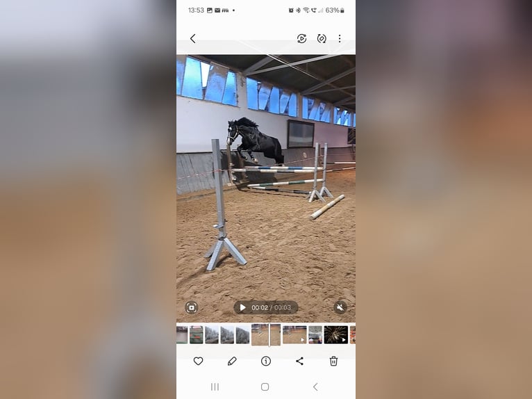 Alt-Oldenburger Giumenta 16 Anni 162 cm Morello in Rimbach