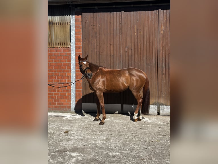 Alt-Oldenburger Giumenta 16 Anni 174 cm Sauro scuro in Vreden