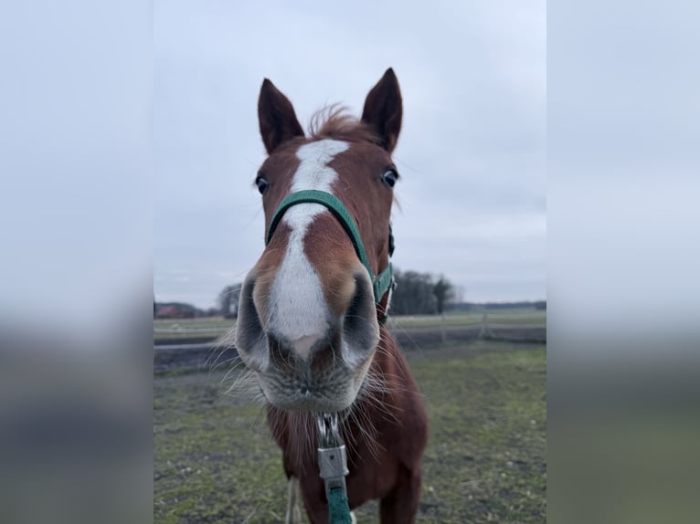 Alt-Oldenburger Giumenta 1 Anno 165 cm Sauro in Bad Laer