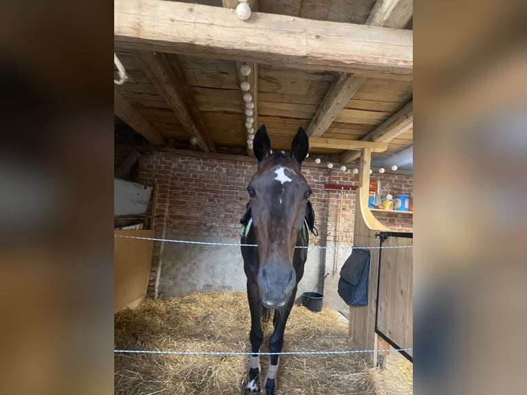 Alt-Oldenburger Giumenta 20 Anni 170 cm Baio scuro in Chursdorf