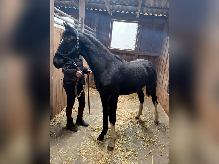 Alt-Oldenburger Giumenta 2 Anni 165 cm Morello in Emsbüren