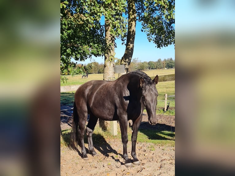 Alt-Oldenburger Giumenta 4 Anni 164 cm Morello in Moormerland