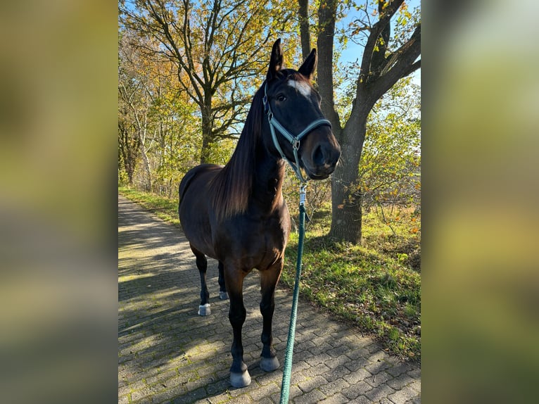 Alt-Oldenburger Giumenta 5 Anni 155 cm Baio scuro in Rhede