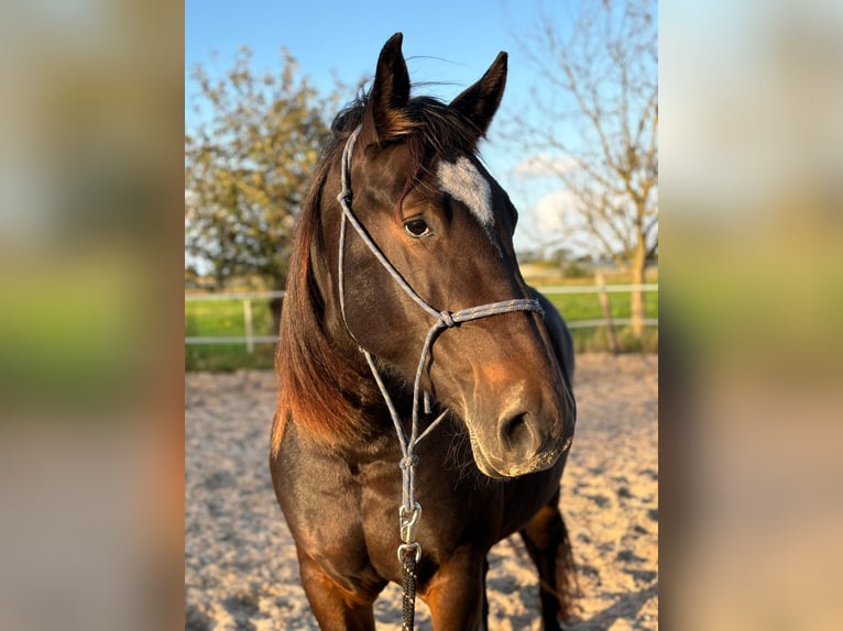 Alt-Oldenburger Giumenta 5 Anni 155 cm Baio scuro in Rhede