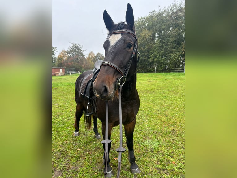 Alt-Oldenburger Giumenta 5 Anni 155 cm Baio scuro in Rhede