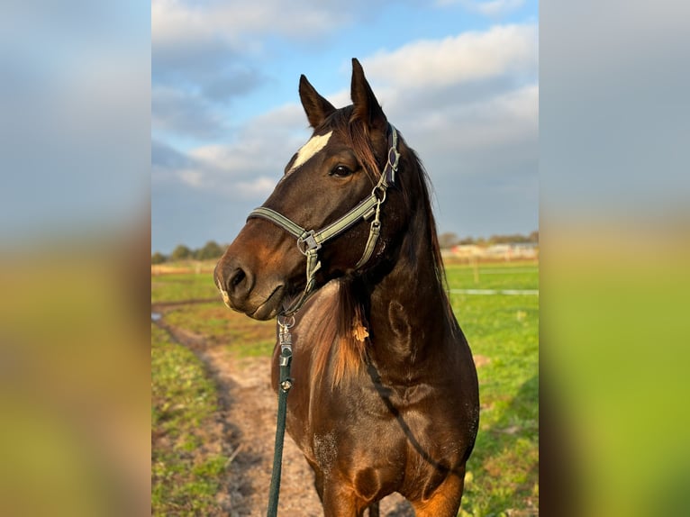 Alt-Oldenburger Giumenta 5 Anni 155 cm Baio scuro in Rhede