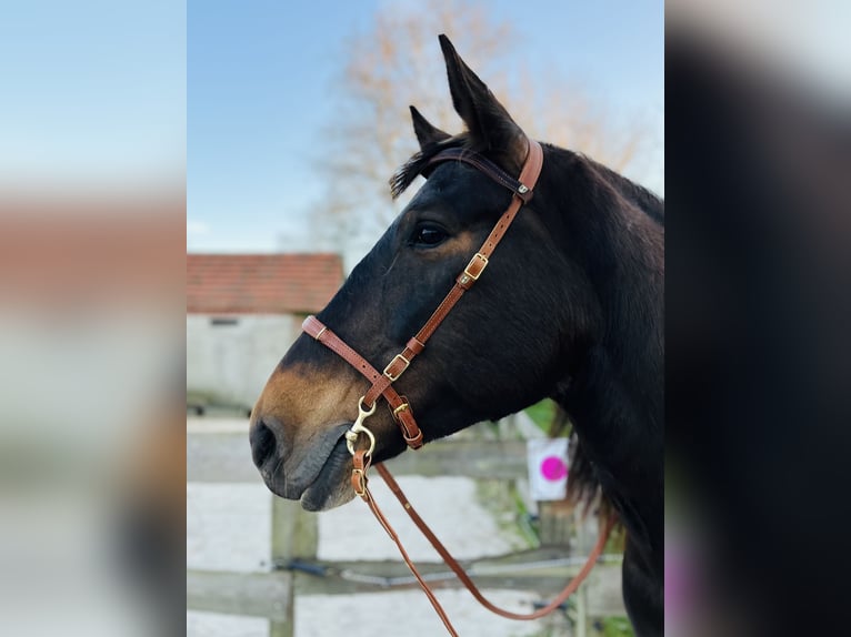 Alt-Oldenburger Giumenta 7 Anni 157 cm Baio scuro in Südbrookmerland Victorbur