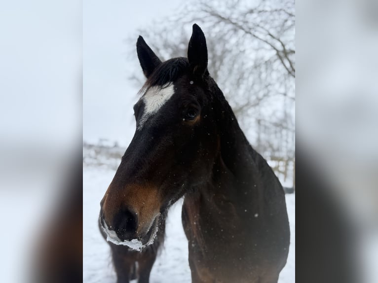 Alt-Oldenburger Giumenta 7 Anni 157 cm Baio scuro in Südbrookmerland Victorbur
