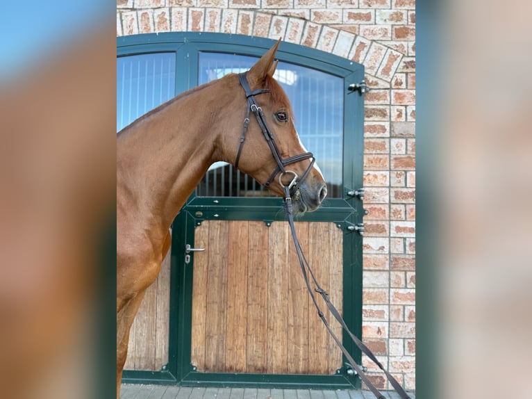 Alt-Oldenburger Giumenta 7 Anni 175 cm Sauro in Bonefeld