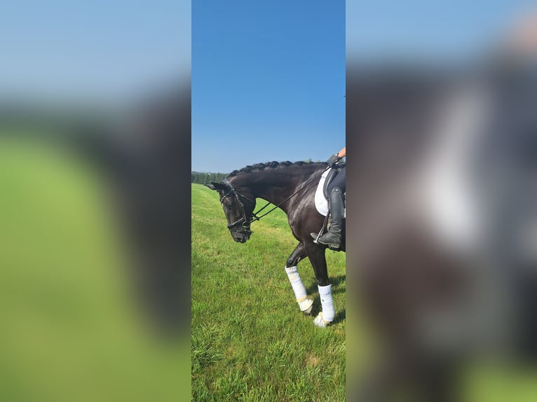 Alt-Oldenburger Giumenta 9 Anni 170 cm Morello in Balingen