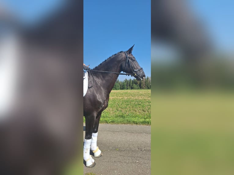 Alt-Oldenburger Giumenta 9 Anni 170 cm Morello in Balingen