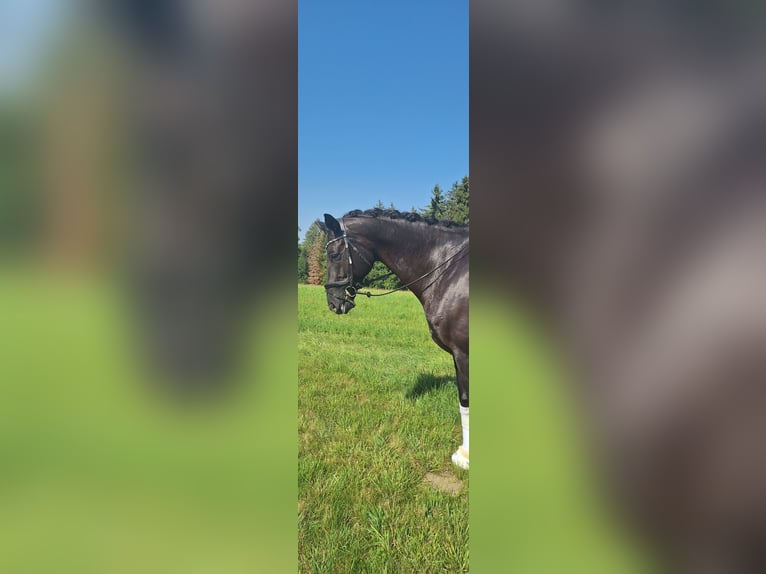 Alt-Oldenburger Giumenta 9 Anni 170 cm Morello in Balingen