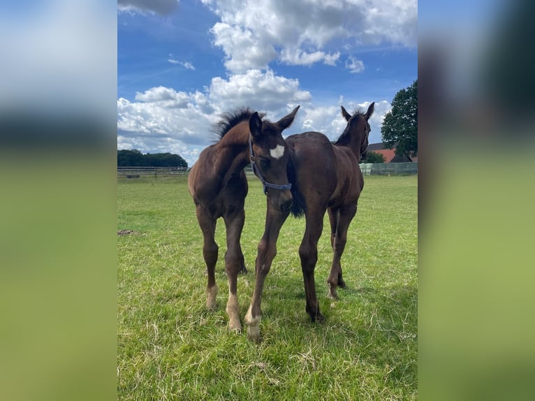Alt Oldenburger Hengst 1 Jahr 165 cm Rappe in D&#xF6;tlingen