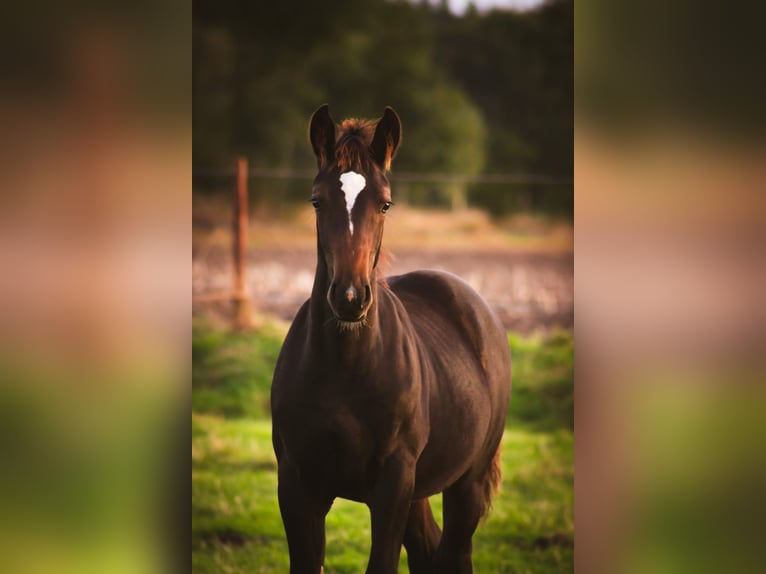 Alt Oldenburger Hengst 1 Jahr 165 cm Rappe in D&#xF6;tlingen