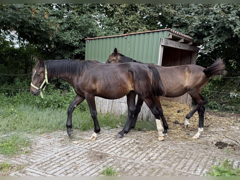 Alt Oldenburger Hengst 1 Jahr 165 cm Rappe in D&#xF6;tlingen