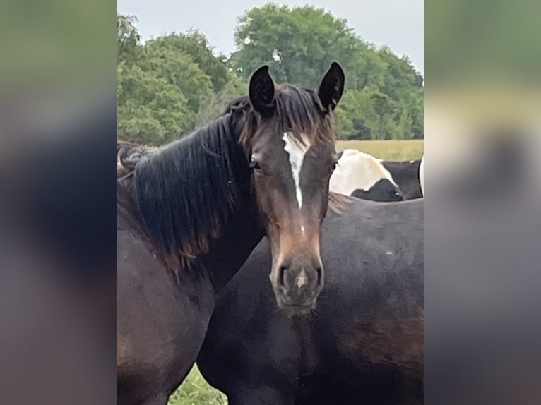 Alt Oldenburger Hengst 1 Jahr 165 cm Rappe in D&#xF6;tlingen