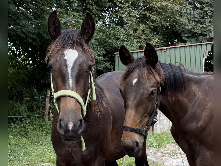 Alt Oldenburger Hengst 1 Jahr 165 cm Rappe in D&#xF6;tlingen
