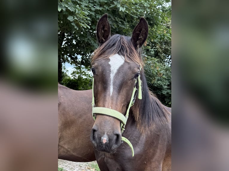 Alt Oldenburger Hengst 1 Jahr 165 cm Rappe in D&#xF6;tlingen