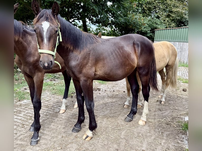 Alt Oldenburger Hengst 1 Jahr 165 cm Rappe in D&#xF6;tlingen