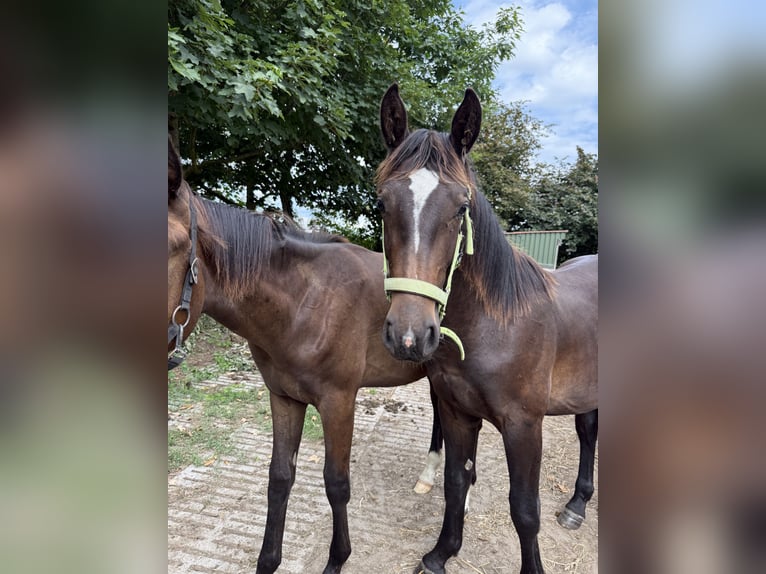 Alt Oldenburger Hengst 1 Jahr 165 cm Rappe in D&#xF6;tlingen