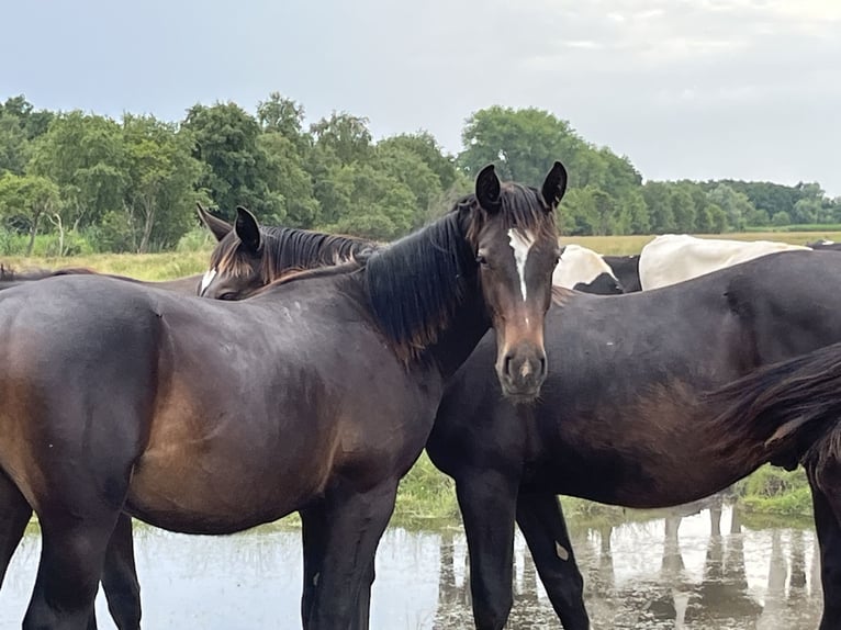 Alt Oldenburger Hengst 1 Jahr 170 cm Rappe in D&#xF6;tlingen