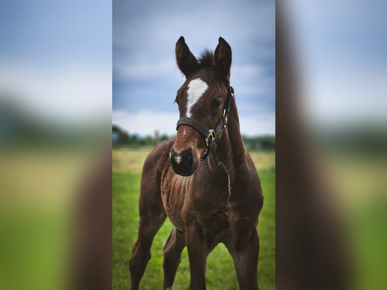 Alt Oldenburger Hengst 1 Jahr 170 cm Rappe in D&#xF6;tlingen