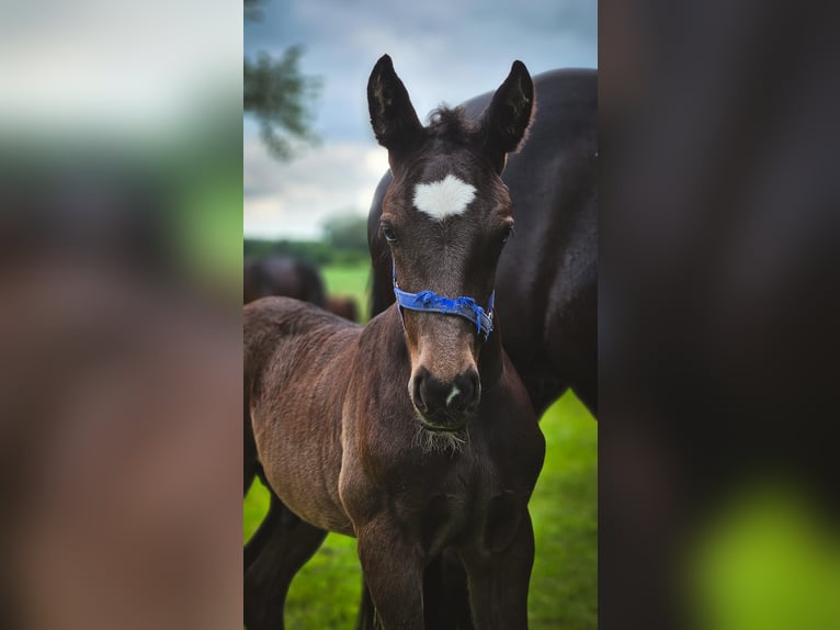 Alt Oldenburger Hengst 2 Jahre 165 cm Rappe in Dötlingen