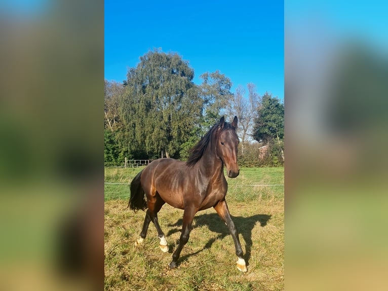 Alt Oldenburger Hengst 3 Jahre 159 cm Brauner in Moormerland