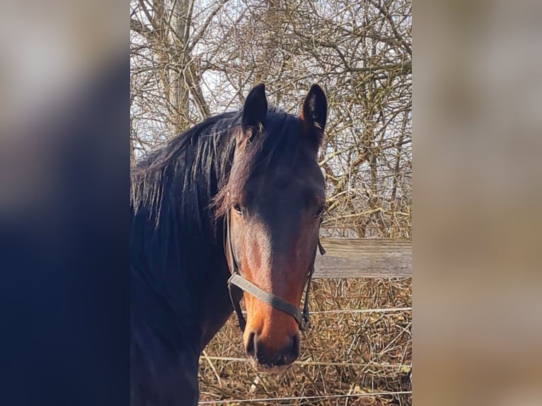 Alt Oldenburger Hengst 4 Jahre 165 cm Brauner in Moormerland