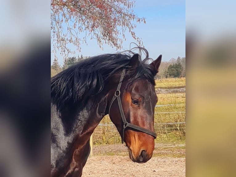 Alt Oldenburger Hengst 4 Jahre 165 cm Brauner in Moormerland