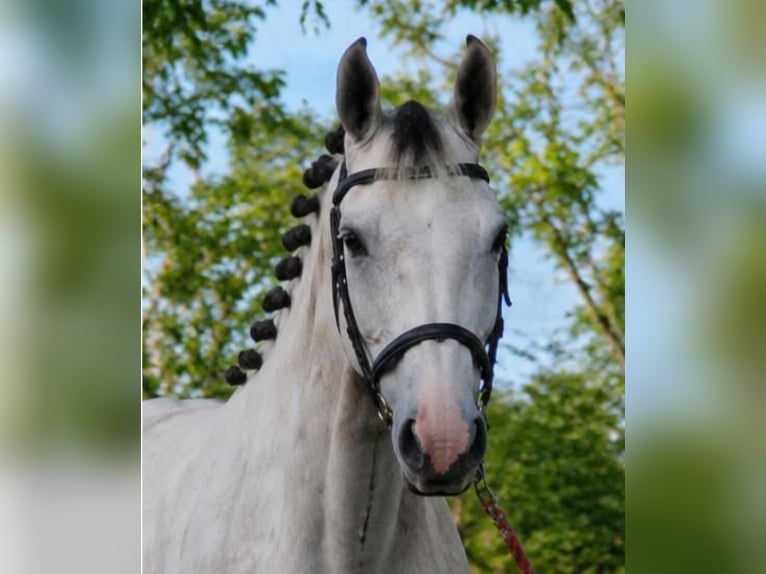 Alt Oldenburger Hengst 4 Jahre 180 cm White in Gádoros