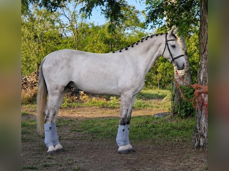 Alt Oldenburger Hengst 4 Jahre 180 cm White in Gádoros