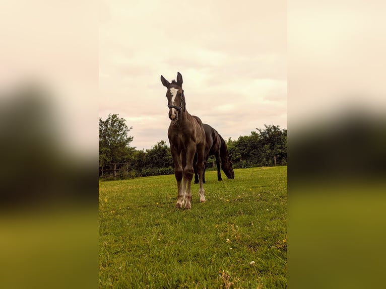 Alt Oldenburger Hengst Fohlen (05/2024) Rappe in Menden