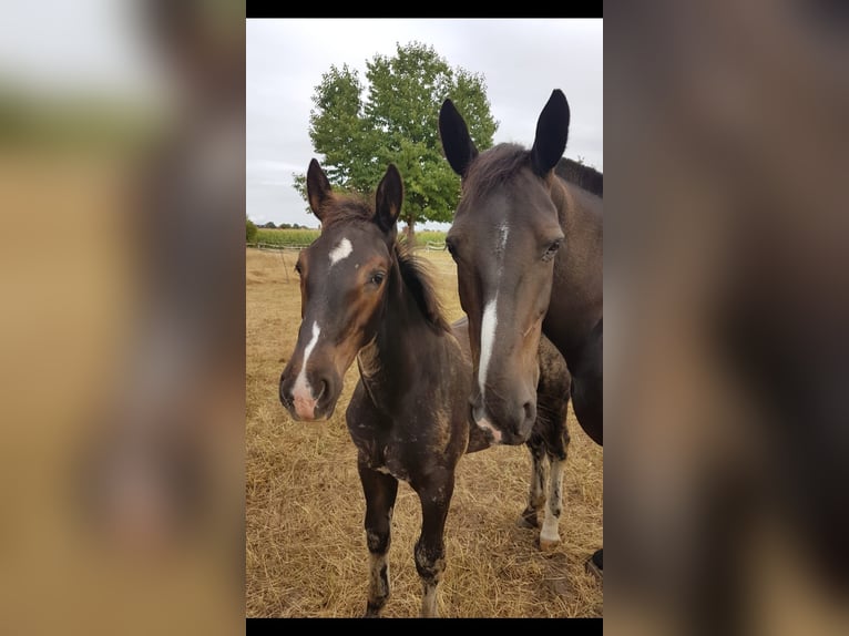 Alt Oldenburger Hengst Fohlen (04/2026) Rappe in Stelle