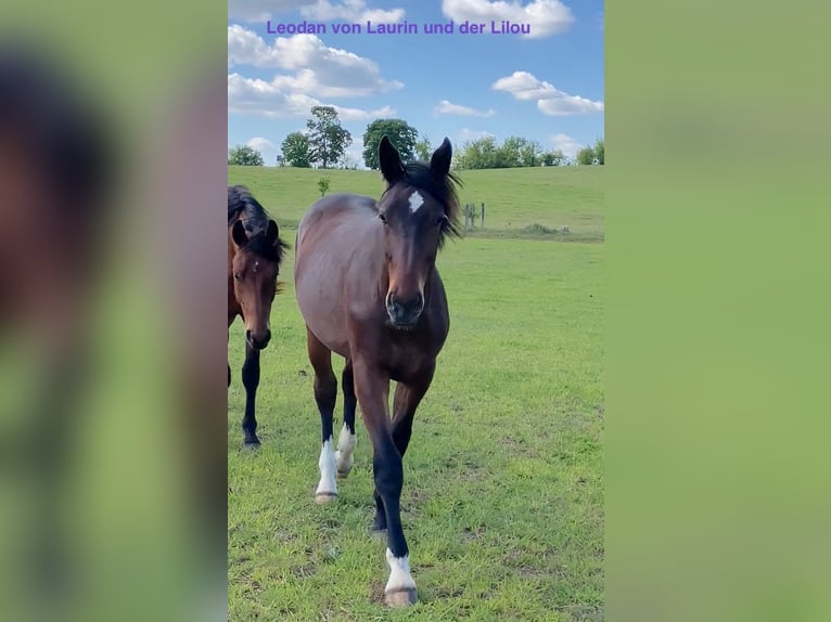 Alt Oldenburger Hengst Rappe in Mahlow