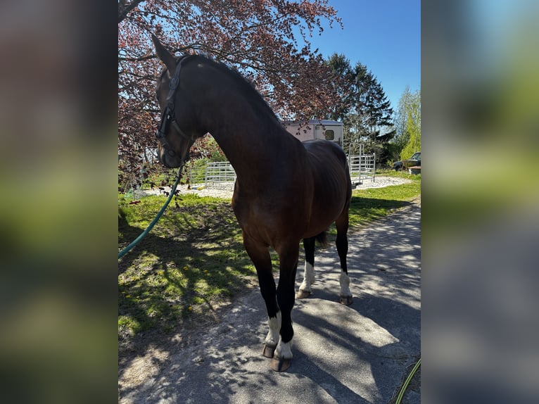 Alt-Oldenburger Stallone 2 Anni 160 cm Baio in Jever