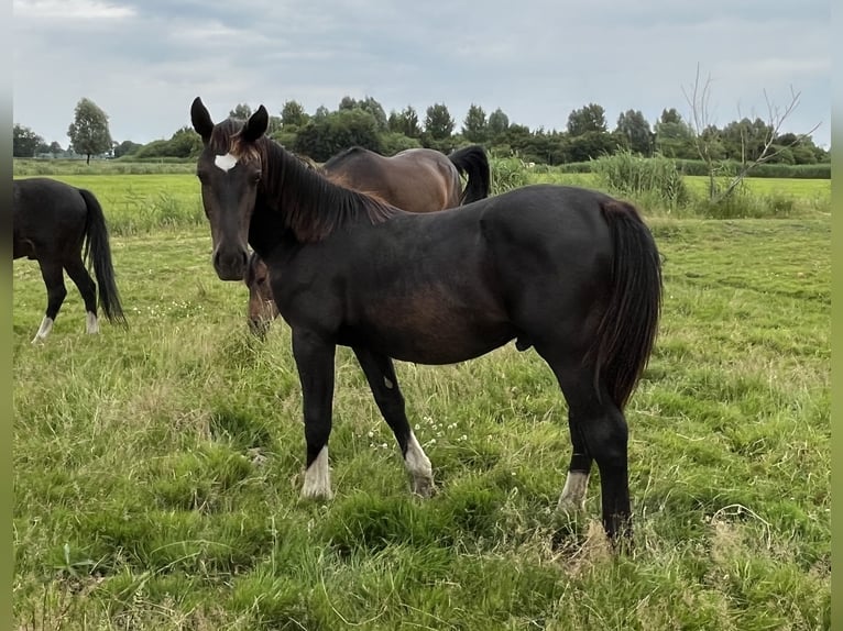 Alt-Oldenburger Stallone 2 Anni 165 cm Morello in Dötlingen