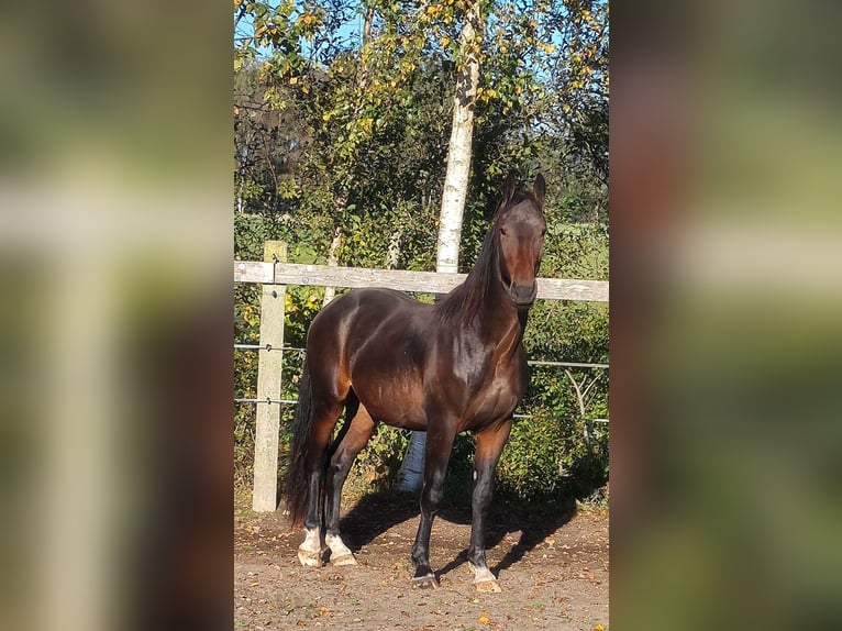 Alt-Oldenburger Stallone 3 Anni 159 cm Baio in Moormerland