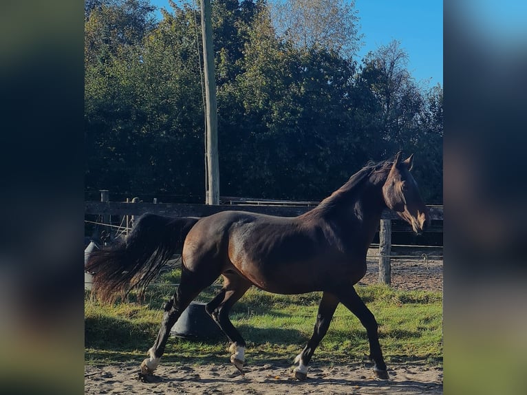 Alt-Oldenburger Stallone 3 Anni 159 cm Baio in Moormerland