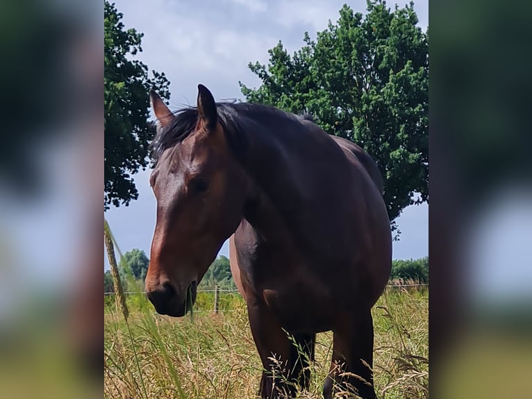 Alt-Oldenburger Stallone 3 Anni 159 cm Baio in Moormerland