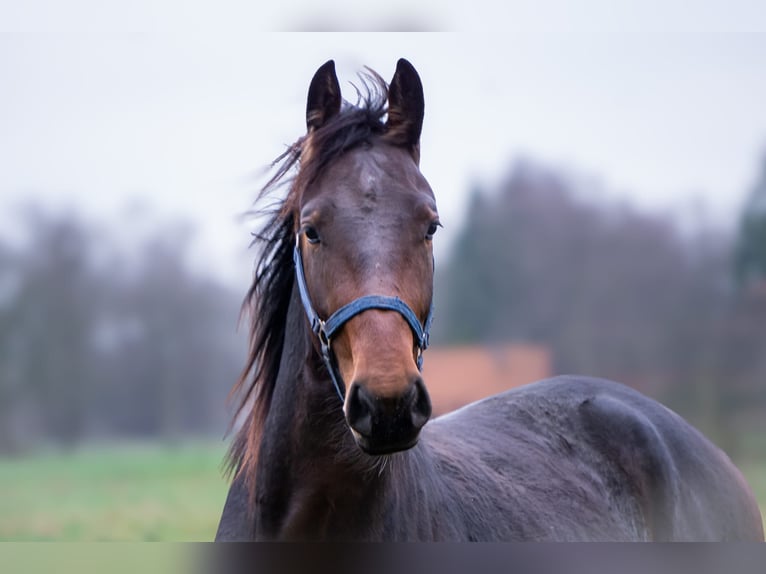 Alt-Oldenburger Stallone 3 Anni 159 cm Baio in Moormerland