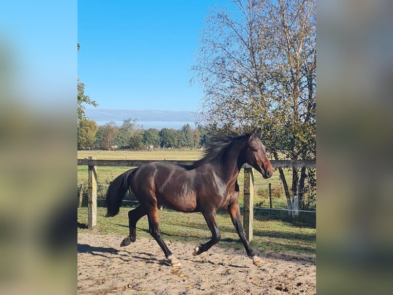 Alt-Oldenburger Stallone 3 Anni 159 cm Baio in Moormerland