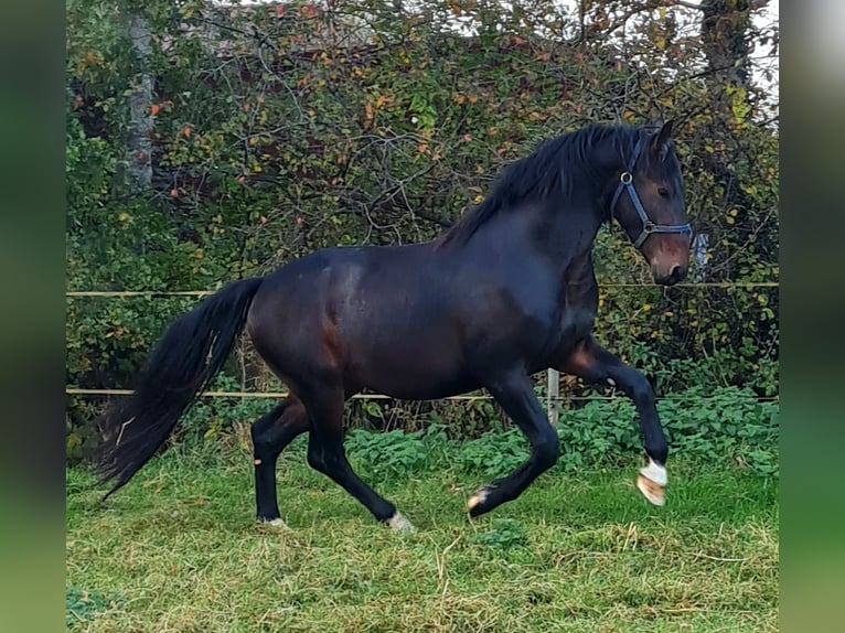 Alt-Oldenburger Stallone 4 Anni 165 cm Baio in Moormerland