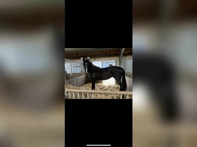 Alt Oldenburger Stute 10 Jahre 165 cm Rappe in Gneven