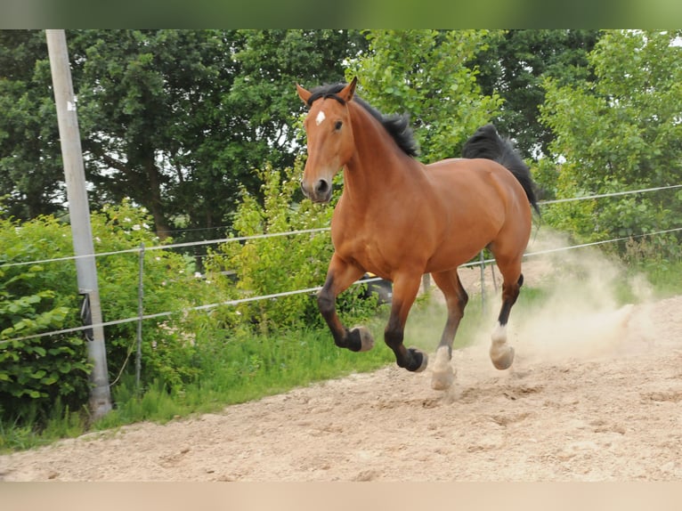 Alt Oldenburger Stute 10 Jahre 173 cm Brauner in Ostrhauderfehn