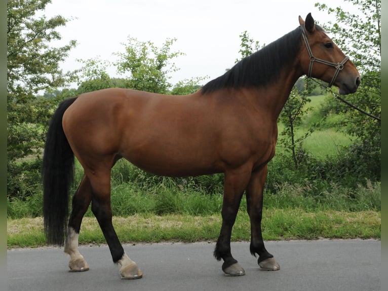 Alt Oldenburger Stute 10 Jahre 173 cm Brauner in Ostrhauderfehn