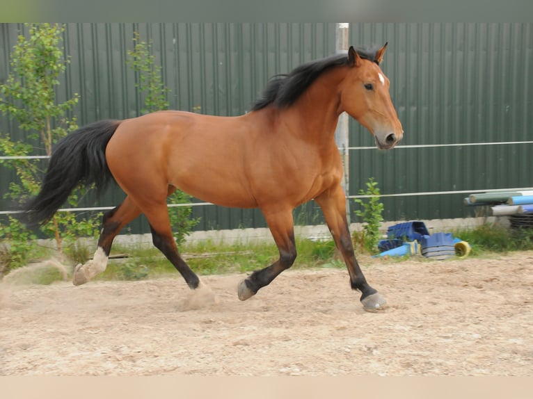 Alt Oldenburger Stute 10 Jahre 173 cm Brauner in Ostrhauderfehn